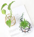 Nordic Small Clear Glass Vase, Metal Geometric Iron Line Cup Pot for Hydroponic Flowers, Modern Home Décor