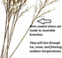 Pack 6 of Artificial Cream Winter White Weatherproof Berry Stem Branches - Waterproof Berries for Indoor and Outdoor