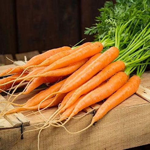 1.5g 91% Gaea's Blessing Seeds - Carrot Seeds - Tendersweet - Non-GMO Seeds with Easy to Follow Planting Instructions