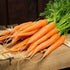 1.5g 91% Gaea's Blessing Seeds - Carrot Seeds - Tendersweet - Non-GMO Seeds with Easy to Follow Planting Instructions