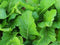 Seed Kingdom Mustard Florida Broadleaf Great Garden Vegetable Heirloom by 60,000 Seeds