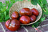 Harley Seeds 30 Paul Robeson Tomato Seeds, Heirloom Non-GMO, Low Acid, Indeterminate, Open-Pollinated, Rich