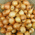 Sets 50-60 Bulbs, 8oz, Yellow Onion for Planting - Non-GMO Stuttgarter USA Grown - Stargazer Perennials