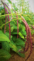 5 30+ Count 2026 TomorrowSeeds - Colors Mix Yard Long Bean Seeds - - for Planting Purple Green Red Pink White Rainbow