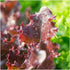 400 (1 Pack) Seed Needs, Ruby Red Lettuce Seeds - Heirloom Seeds for Planting Lactuca Sativa - Great for Hydroponic