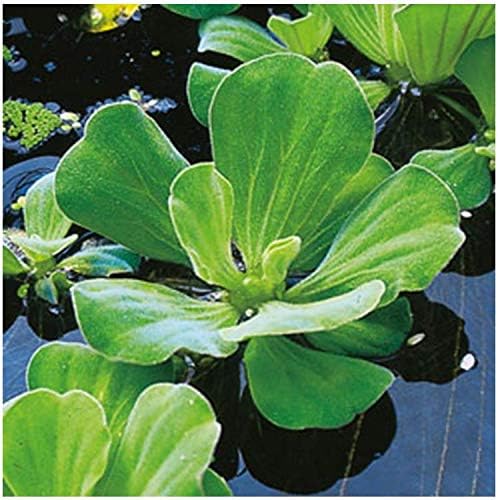 AquaLeaf Aquatics 3 Pond Plants Bundle - Water Lettuce, Water Hyancinth and Hornwort