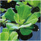 AquaLeaf Aquatics 3 Pond Plants Bundle - Water Lettuce, Water Hyancinth and Hornwort