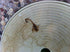 GPIAngel Skimmer Basket Handle