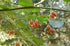 10 Tamarillo, (Tree Tomato), Cyphomandra Betacea, Tree Seeds (Edible Fruit)