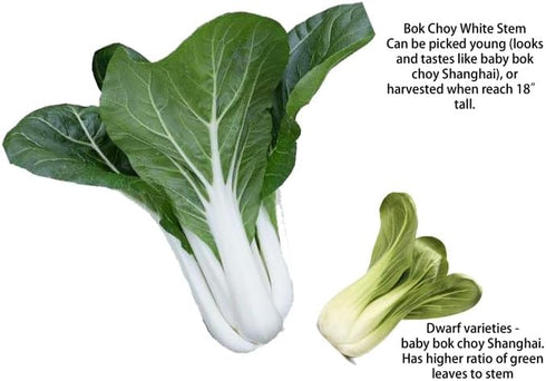 HipGirl Fall/Spring-4000+ Stem,10g) Sow in Bok Choy Seeds for Sprouting,Chinese Cabbage Seed