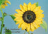 Sunflower Petal Cutters Set of 4 Sizes