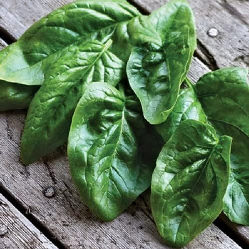 SeedsUA Seeds Spinach Winter Giant Water Heirloom Vegetable for Planting Non GMO
