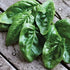 SeedsUA Seeds Spinach Winter Giant Water Heirloom Vegetable for Planting Non GMO