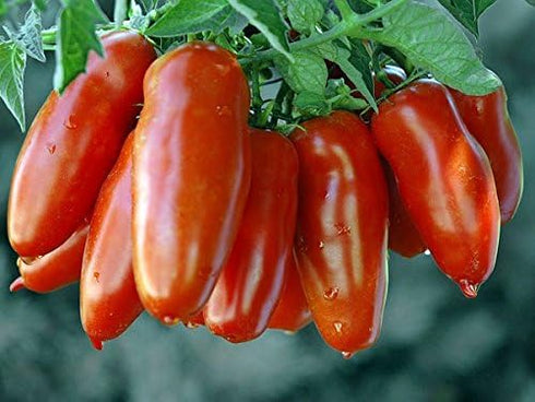 Harley Seeds 30 Italian San Marzano Paste Tomato Seeds, Heirloom Non-GMO, Indeterminate, Open-Pollinated, Productive,