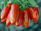 Harley Seeds 30 Italian San Marzano Paste Tomato Seeds, Heirloom Non-GMO, Indeterminate, Open-Pollinated, Productive,