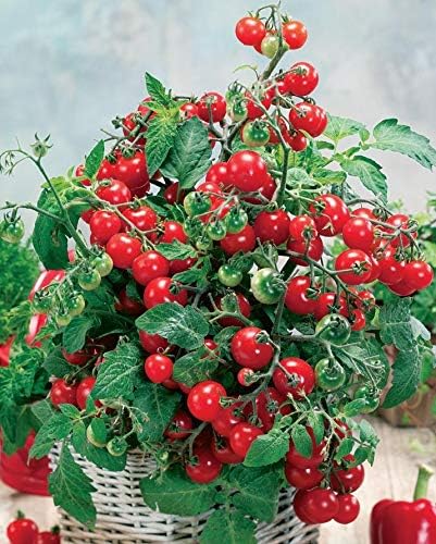 SeedsUA Seeds Indoor Tomato Dwarf in Pot Red Early Heirloom Vegetable for Planting Non GMO
