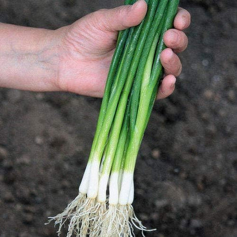250+ Seeds Bunching Green Onions Scallions Seeds for Planting Perennial Vegetable Garden Spring Onions Non-GMO