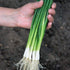 250+ Seeds Bunching Green Onions Scallions Seeds for Planting Perennial Vegetable Garden Spring Onions Non-GMO