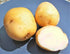 Bulbs 2026-1 TomorrowSeeds - Kennebec Seed Potatoes - USDA Certified for Growers Size B Non GMO Chipping White Potato