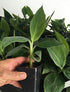 LEGENDARY-YES Grand Nain Chiquita Banana Tree - Live Dwarf Banana Plant