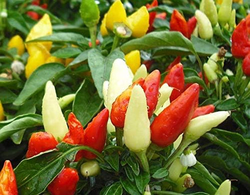 CEMEHA SEEDS Seeds Rare Pepper Ornamental Dwarf Mix Vegetable Indoor Heirloom Organic Non-GMO