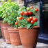 SeedsUA Seeds Indoor Tomato Dwarf in Pot Red Early Heirloom Vegetable for Planting Non GMO