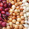 TomorrowSeeds - 3 Colors Mix Onion Sets (Bulbs) - 1/2 Pound (~50