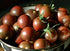 Harley Seeds 30+ Black Cherry Tomato Seeds, Heirloom Non-GMO, Low Acid, Indeterminate, Open-Pollinated, Sweet