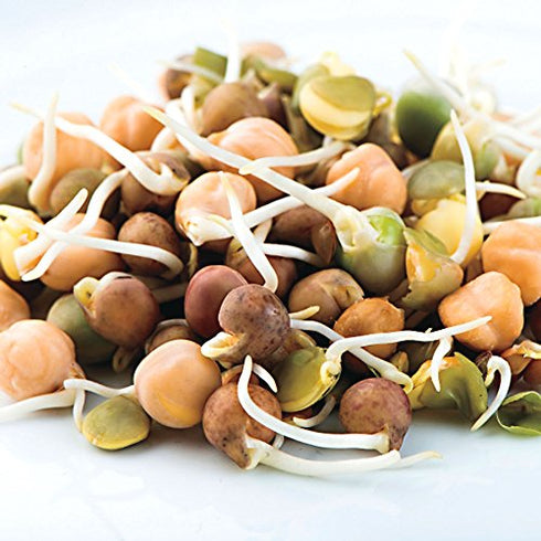 3-Bean 16 Oz Nature Jim's Sprouts Seed Mix - Organic Green Peas, Lentils & Adzuki Beans for Planting - Non-GMO