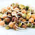 3-Bean 16 Oz Nature Jim's Sprouts Seed Mix - Organic Green Peas, Lentils & Adzuki Beans for Planting - Non-GMO