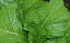 Generic 10,000+ 1+ oz Florida Broadleaf Mustard Seeds for Planting of Seeds Bulk Heirloom Non GMO Vegetable Garden