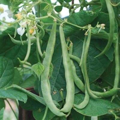 (1/2 Lb) Dirt Goddess Super Seeds ~ Kentucky Wonder Pole Beans Bulk Non GMO