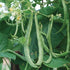 (1/2 Lb) Dirt Goddess Super Seeds ~ Kentucky Wonder Pole Beans Bulk Non GMO