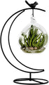 YY YEARCHY Ornament Display Stand, Metal Stand for Terrarium Air Plant, Iron Pothook for Hanging Glass Globe