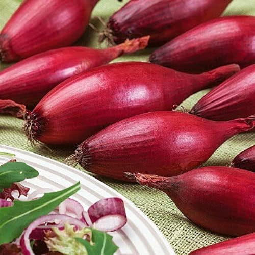SeedsUA Seeds Red Shallot Onion Heirloom Vegetable for Planting Non GMO