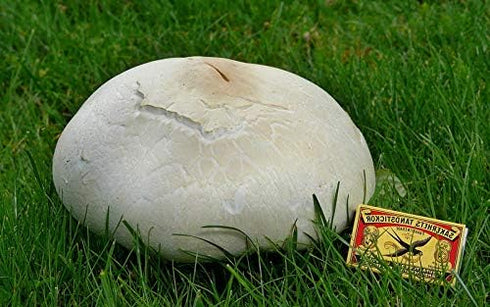 CEMEHA SEEDS Giant Puffball Mushrooms Non GMO for Planting Mycelium Spawn Spores