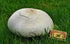 CEMEHA SEEDS Giant Puffball Mushrooms Non GMO for Planting Mycelium Spawn Spores