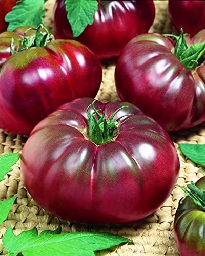 SEEDS4PLANTING Seeds Tomato Black Prince Giant Heirloom Vegetable Non GMO