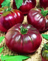 SEEDS4PLANTING Seeds Tomato Black Prince Giant Heirloom Vegetable Non GMO