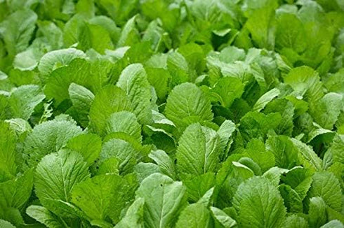PL Organic Garden 1000 Seeds Mustard Green Vegetable/ Ci b xanh, Asian Vegetable Seeds, Vietnamese Vegetable Seeds