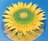 Sunflower Petal Cutters Set of 4 Sizes