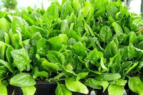 100 Seeds Giant Spinach Herb Garden Seeds for Planting About Seeds Non-GMO Annual Plant