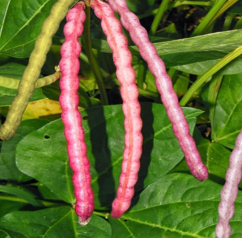 TomorrowSeeds - Top Pick Brown Crowder Cowpea Seeds - 150+ Count -