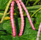 TomorrowSeeds - Top Pick Brown Crowder Cowpea Seeds - 150+ Count -