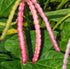 TomorrowSeeds - Top Pick Brown Crowder Cowpea Seeds - 150+ Count -
