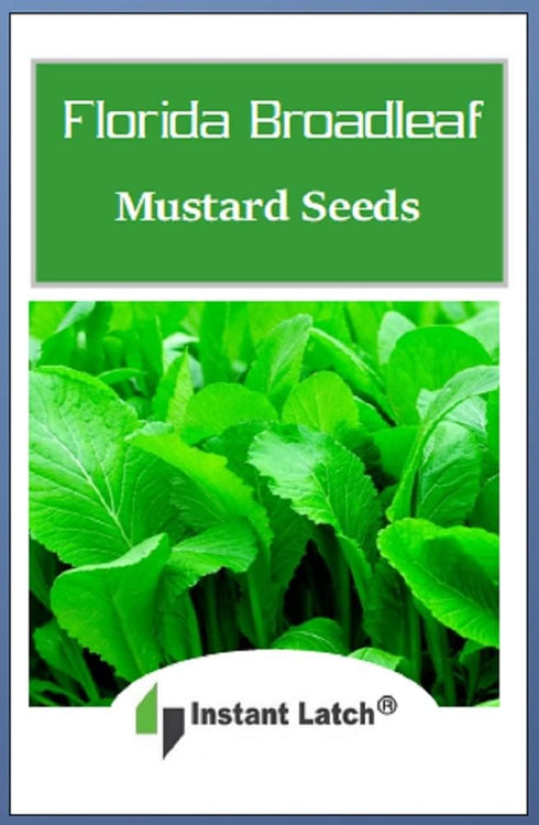 Instant Latch 500 Florida Broadleaf Mustard Seeds | Non-GMO | Heirloom | Garden Seeds