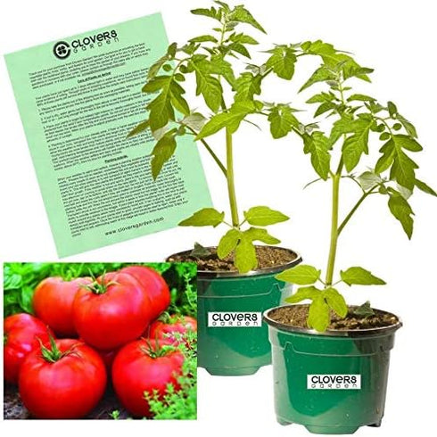 Clovers Garden Big Boy Tomato Plants- Two (2) Live Plants Non-GMO -