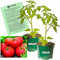 Clovers Garden Big Boy Tomato Plants- Two (2) Live Plants Non-GMO -