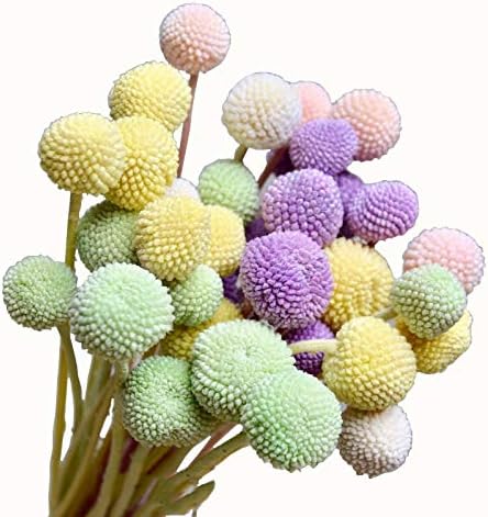 INVISIKAYAK Craspedia Globosa Material Flower, Immortal Eternal Flowers Gift, 40 Pcs in B-red