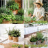 EquSym 10 Herb Window Garden Kit Indoor - Herb Seeds for Indoor & Outdoor Gardening, Seeds for Planting, Gardening Gift